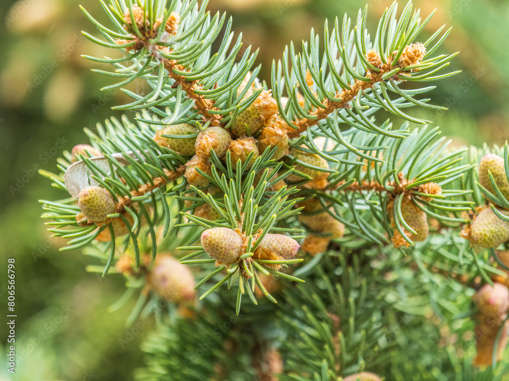 Fototapeta premium Closeup of fir branches with young buds. Spring nature concept. Fir branches with fresh shoots