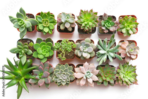An assorted collection of succulent plants with different shapes, sizes, and colors