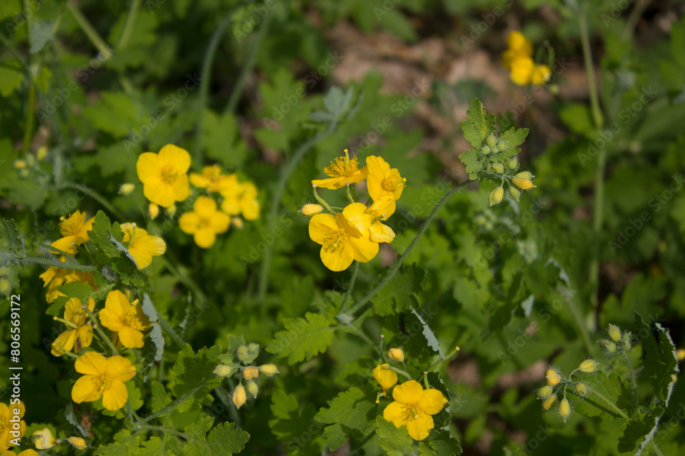It is an evening primrose blooming in the grass. It is an evening primrose blooming in the grass.
