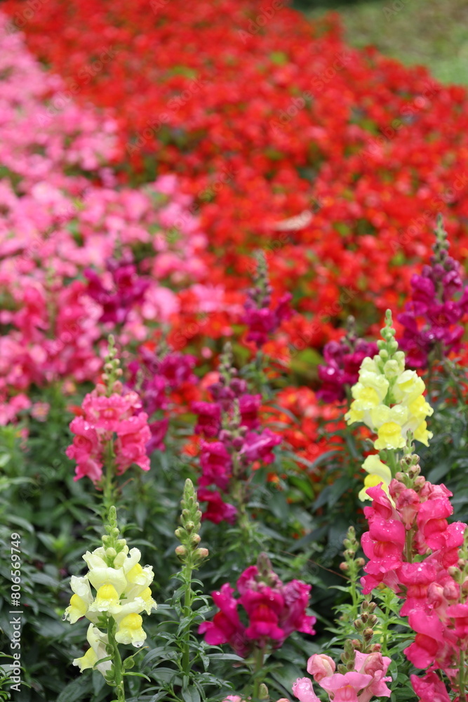 Obraz premium flowers