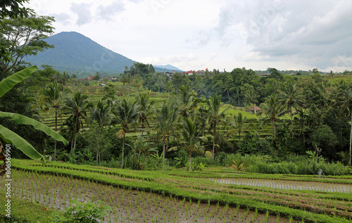 Tropical scenery - Jatiluwih Rice terraces, Bali, Indonesia