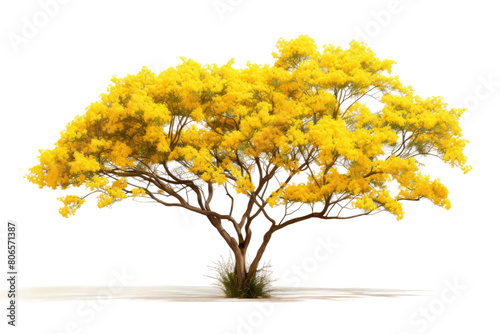 The Golden Canopy of Sunshine on White or PNG Transparent Background.