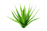 Ethereal Beauty: A Close Up of an Aloe Vera Plant on a White Canvas on White or PNG Transparent Background.