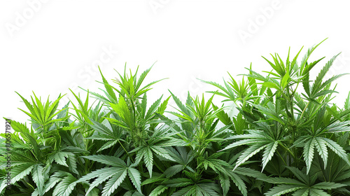 Green leaves of technical hemp lie on a black modern background. Green background of leaves. Close-up young hemp. Green cannabis leaves  marijuana leaves. Medicinal indica with CBD.