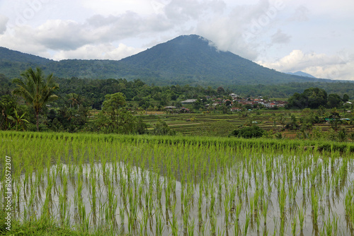 The reflection - Jatiluwih Rice terraces, Bali, Indonesia photo