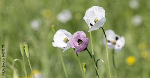 Oriental white poppy (Papaver orientale) in close-up. In middle there is dark burgundy center. Beautiful flower growing in meadow. Multi-colored opium poppies in meadow. Red, yellow and white poppies