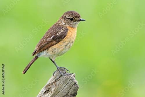 A female African stonechat (Saxicola torquatus) perched on a branch, South Africa. photo