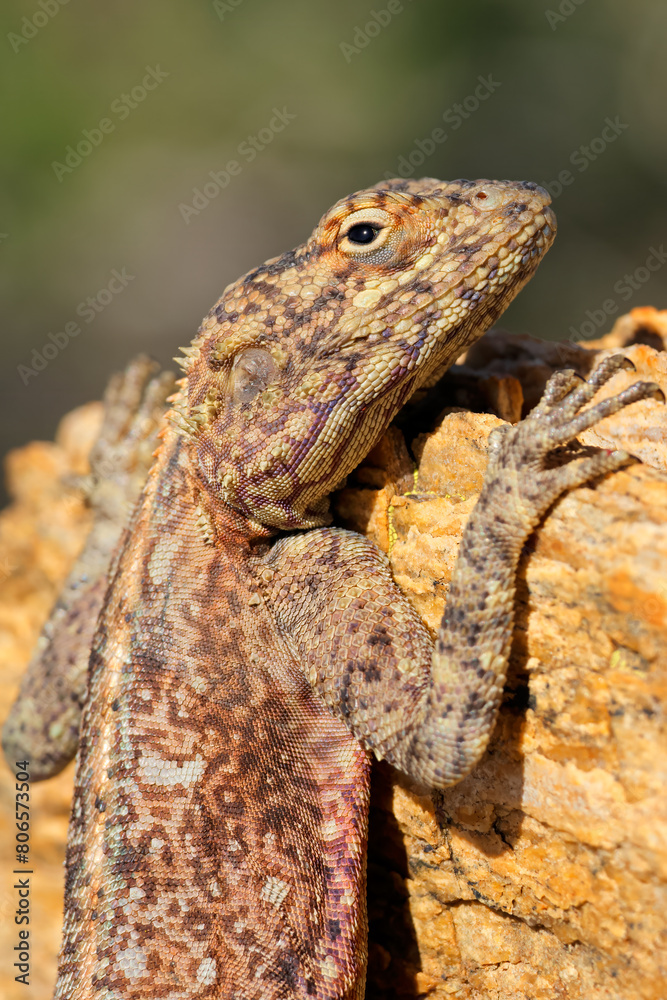 Portrait of a female southern rock agama (Agama atra) sitting on a rock, South Africa. Portrait of a female southern rock agama (Agama atra) sitting on a rock, South Africa.