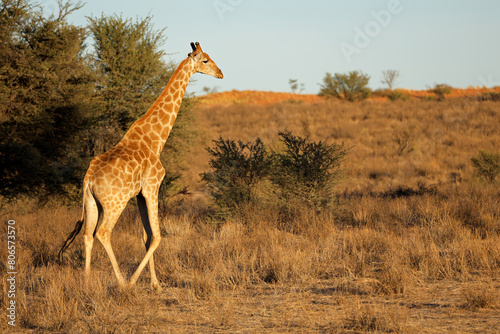 A giraffe (Giraffa camelopardalis) walking in natural habitat, Kalahari desert, South Africa.