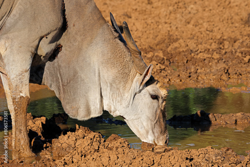 Portrait of a male eland antelope (Tragelaphus oryx) drinking at a muddy waterhole, Mokala National Park, South Africa.