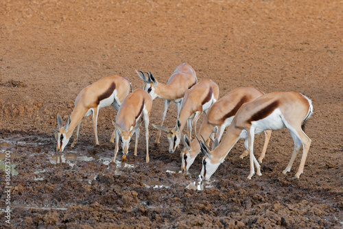 Springbok antelopes (Antidorcas marsupialis) drinking at a waterhole, Mokala National Park, South Africa.