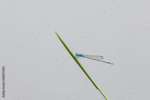 Blue Damselfly with a clean background (scientific name - Pseudagrion microcephalum)