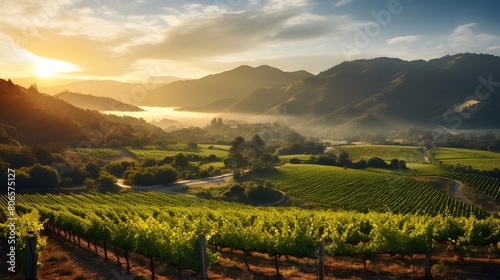 panoramic view of vineyards in the morning light at sunrise
