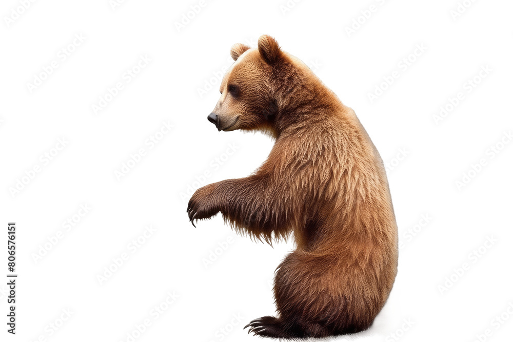 Obraz premium Majestic Brown Bear Standing Tall on White or PNG Transparent Background.
