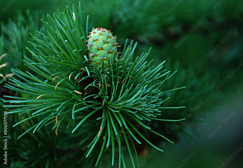 Green branch with larch cone