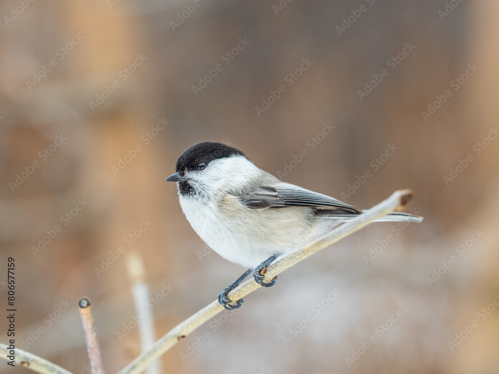 Cute bird the willow tit, song bird sitting on a branch without leaves in the winter. Cute bird the willow tit, song bird sitting on a branch without leaves in the winter.