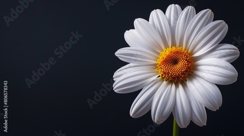 A product photo showcasing a blooming flower against a solid background  with the flower centered for emphasis.