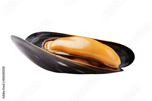 Silent Beauty: A Majestic Mussel on a Blank Canvas on White or PNG Transparent Background.