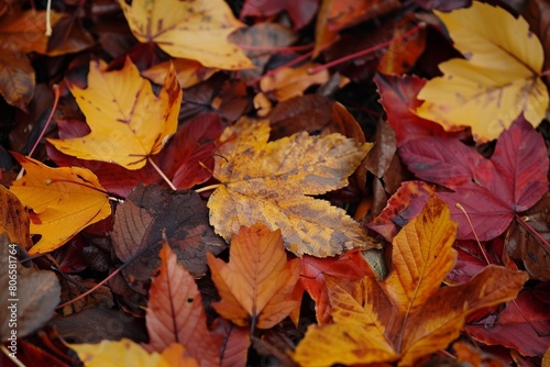 Colorful Fallen Autumn Leaves on Ground 