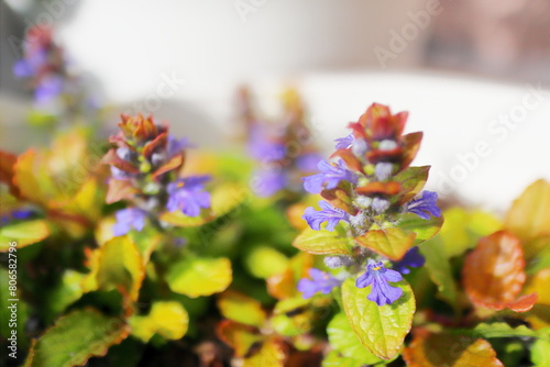 アジュガ　ライムブルーの紫の花