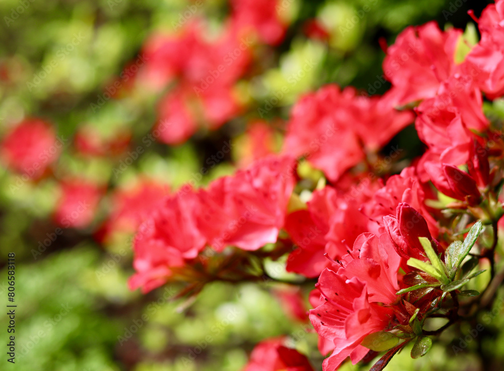 Blooming red azalea flowers in the spring garden. Gardening concept Blooming red azalea flowers in the spring garden. Gardening concept