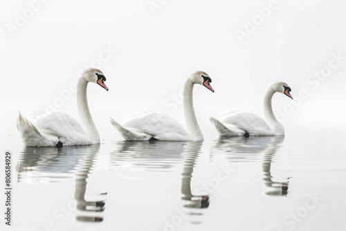 Three serene swans floating gracefully © Venka
