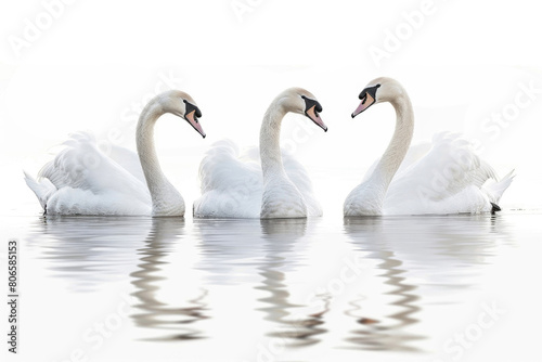 Three serene swans floating gracefully