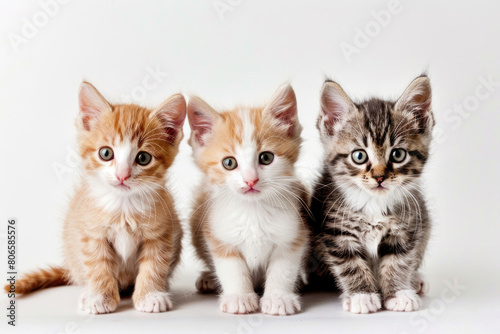 Three kittens playfully interacting