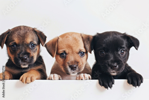 Three puppies posing with tilted heads