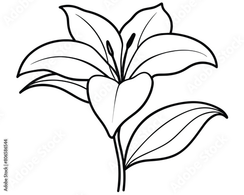 Vector black and white drawing of lily flowers