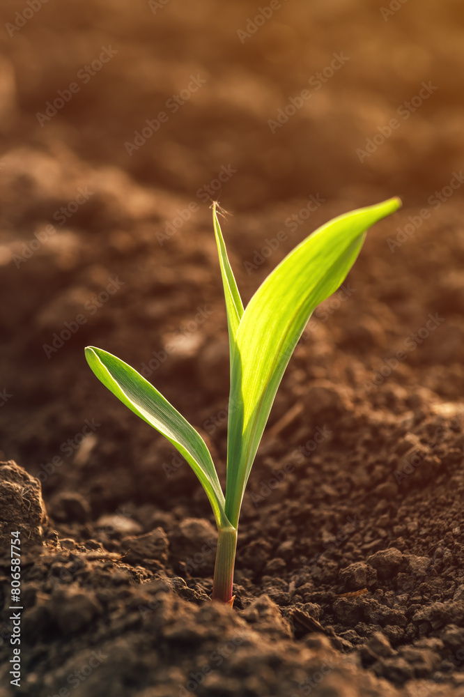 Small green corn seedling growing in field Small green corn seedling growing in field