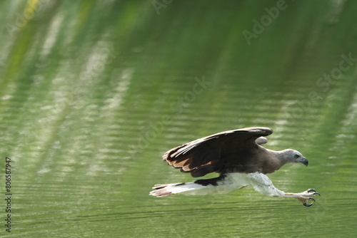 Grey-headed Fish-eagle swooping down to catch a fish photo