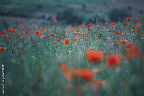 Poppy field, Remembrance day, Memorial Anzac day banner.