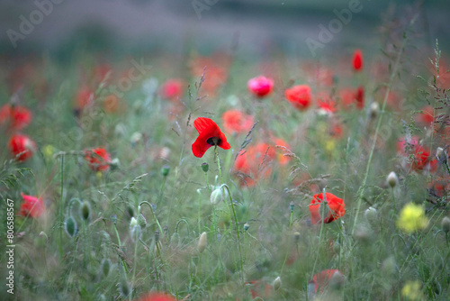 Poppy field, Remembrance day, Memorial Anzac day banner. © erika8213