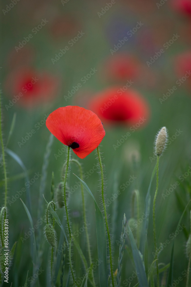 Obraz premium Poppy field, Remembrance day, Memorial Anzac day banner.