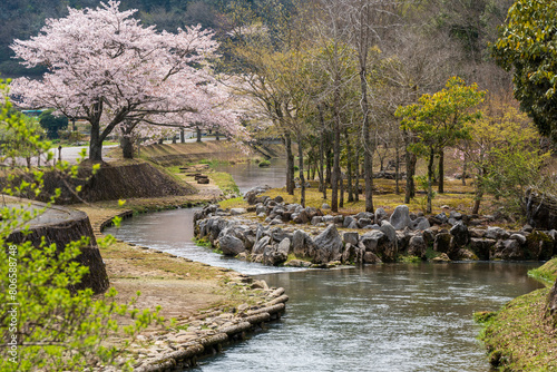 Cherry blossoms along the river with rocks and trees. Inagawa River from Akiyoshido cave, Mine, Yamaguchi, Japan. photo