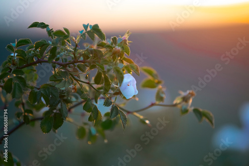 Detail of a dogwood bush with pink rose, red rosehips and green leaves - rosa canina photo