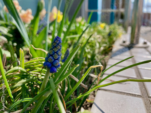 Beds of flowers with beautiful blue muscari