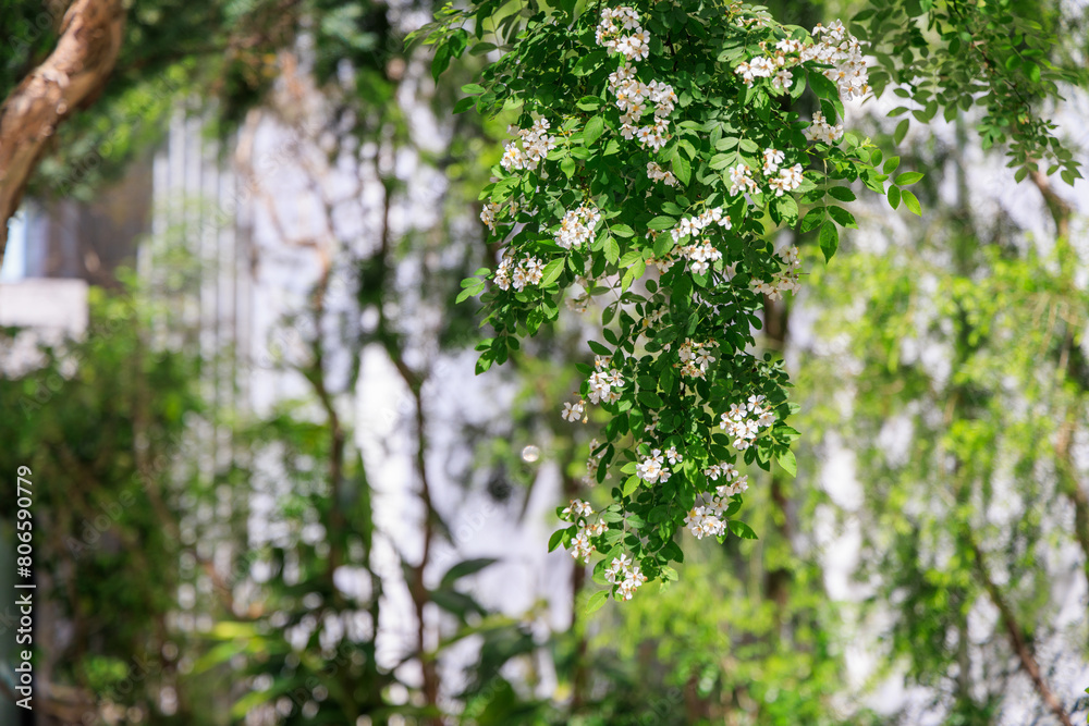 Fototapeta premium ビルの庭にある木の花と葉