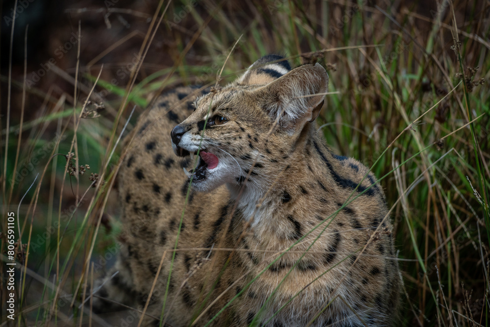 Portrait of an African Serval Portrait of an African Serval