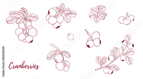 Vector cranberry plant with cranberries berries line art illustration, graphic line cranberry plant combination. Berries on the branches. Great for any designs, textile, art, walls, package