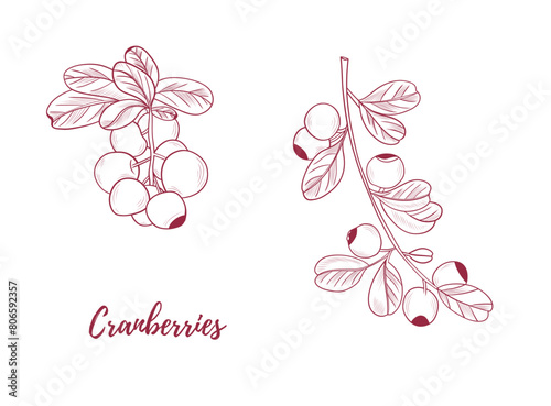 Vector cranberry plant with cranberries berries line art illustration, graphic line cranberry plant combination. Berries on the branches. Great for any designs, textile, art, walls, package