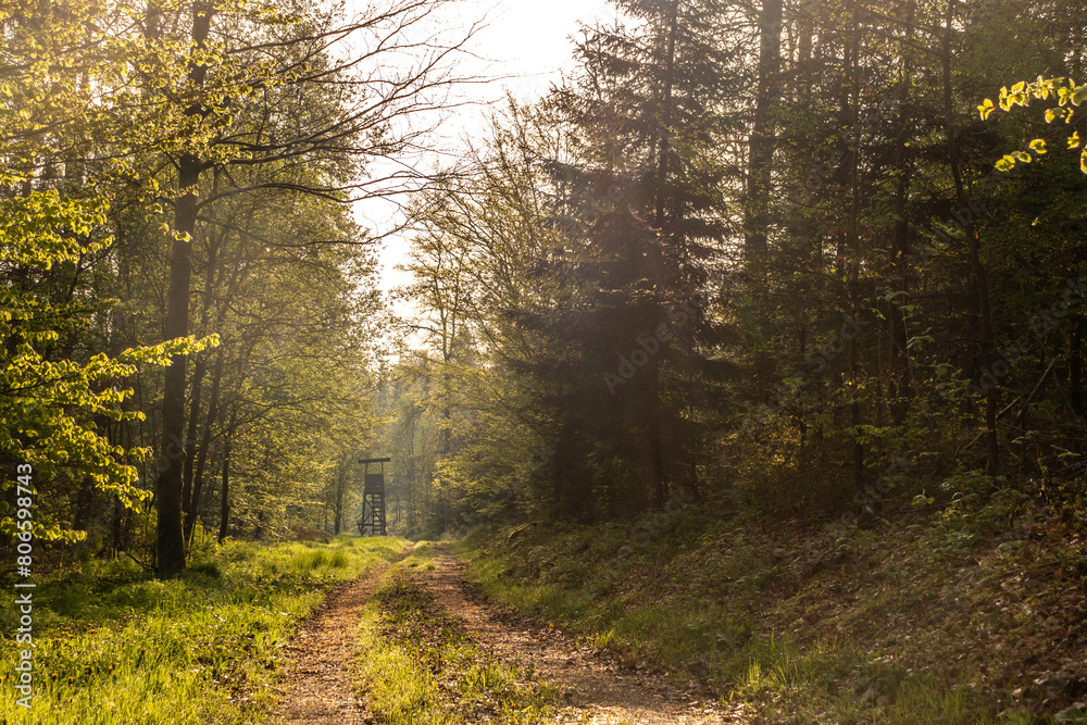 Obraz premium Hochsitz im Wald