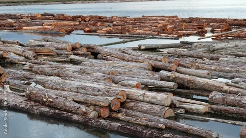Floating Timber Logs on Water Surface at Lumber Mill