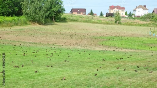 Many birds flew to the freshly mowed lawn. A flock of blackbirds attacks a farm and its agricultural field. Pests are destroying the garden. Too much. 4K