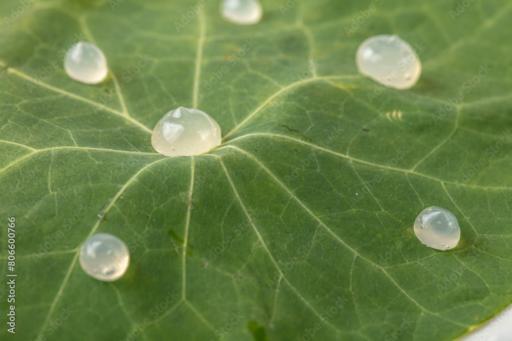 Close up of green leaf texture with water droplets. Abstract textured background. Close up of green leaf texture with water droplets. Abstract textured background.