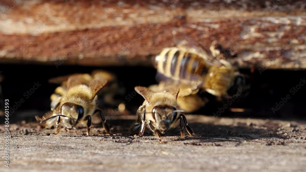 Swarm of honey bees (Apis mellifera) carrying pollen and flying to the landing board of hive in an apiary in SLOW MOTION HD VIDEO. Organic BIO farming, animal rights, back to nature concept. Close-up. Swarm of honey bees (Apis mellifera) carrying pollen and flying to the landing board of hive in an apiary in SLOW MOTION HD VIDEO. Organic BIO farming, animal rights, back to nature concept. Close-up.