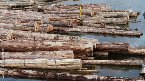 Floating Timber in Water, Log Raft on a River for Lumber Industry