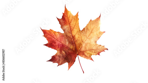 A single maple leaf changing colors in autumn isolated on a white transparent background