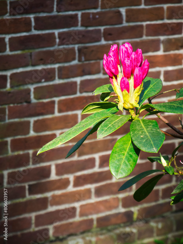 Single rhododendron flower in front of brick wall